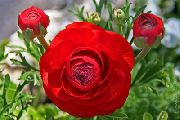 Ranunculus, Persian Smørblomst, Turban Smørblomst, Persian Crowfoot rød 