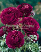 garden flowers claret Ranunculus, Persian Buttercup,Turban Buttercup, Persian Crowfoot Ranunculus asiaticus photos, description, cultivation and planting, care and watering