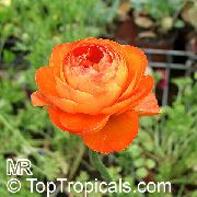 oranžový Květina Ranunculus, Perština Pryskyřník, Turban Pryskyřník, Perština Crowfoot (Ranunculus asiaticus) fotografie