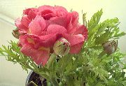 Ranunculus, Persian Zlatica, Turban Zlatica, Persian Kraka rožnat Cvet