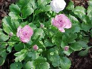 Ranunculus, Perser Buttercup, Turban Smörblomma, Persiska Hanfotens lila 
