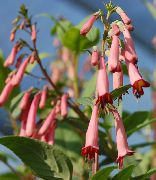 Cape Fuchsia rosa Blomst