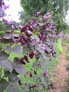 红宝石光芒扁豆 紫丁香 花