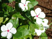 valkoinen Kukka Ruusu Periwinkle, Cayenne Jasmiini, Madagaskar Talvio, Vanhapiika, Vinka (Catharanthus roseus = Vinca rosea) kuva