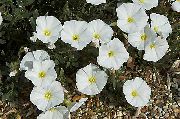 beyaz çiçek Zemin Sabah Zafer, Çalı Morning Glory, Silverbush (Convolvulus) fotoğraf
