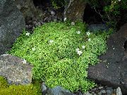 Sandwort λευκό λουλούδι