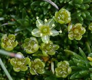 garden flowers green Sandwort Minuartia photos, description, cultivation and planting, care and watering