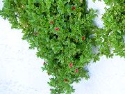 rdeča Cvet Dojenček Sunrose, Heartleaf Ledu Rastlin (Aptenia) fotografija