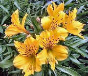 Alstroemeria, Perun Lilja, Liljat keltainen Kukka