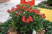 piros Virág Alstroemeria, Perui Liliom, Liliom Az Inkák  fénykép