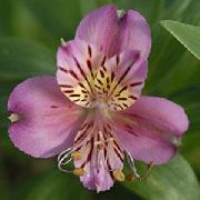 紫丁香  六出花，秘鲁百合，印加百合 (Alstroemeria) 照片