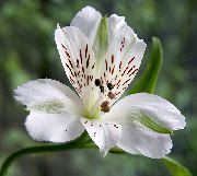 hvítur Blóm Alstroemeria, Peruvian Lily, Lily Inkanna  mynd