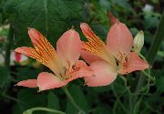 Alstroemeria, Peruanske Lilje, Lilje Av Inkaenes rosa Blomst