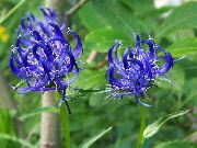blå Blomma Horned Rampion (Phyteuma) foto