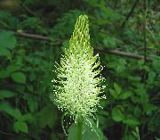 alb Floare Hotărârea Rampion Coarne (Phyteuma) fotografie