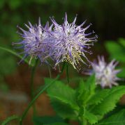 lila Flor Verdezuelas Cuernos (Phyteuma) foto