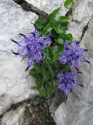 светло плава Цвет Рогат Рампион (Phyteuma) фотографија