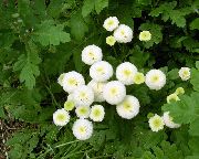 თეთრი ყვავილების Tanacetum Parthenium (Matricaria parthenium (Tanacetum parthenium)) ფოტო