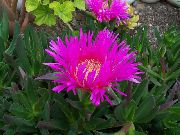 garden flowers pink Ice Plant Mesembryanthemum crystallinum photos, description, cultivation and planting, care and watering
