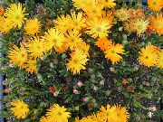 oranžový Květina Led Rostlina (Mesembryanthemum crystallinum) fotografie