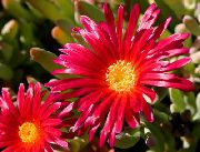 sarkans Zieds Ledus Iekārta (Mesembryanthemum crystallinum) foto