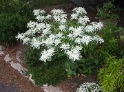 білий Квітка Молочай Облямований (Еуфорбія Маргината) (Euphorbia marginata) фото