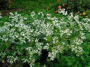 biały Kwiat Euphorbia Frędzlami (Euphorbia Marginata)  zdjęcie