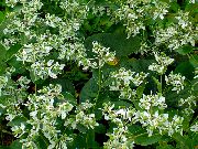 weiß Blume Schnee-On-The-Berg (Euphorbia marginata) foto