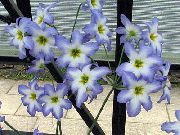 ljusblå Blomma Härlighet Solen (Leucocoryne) foto