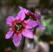 różowy Kwiat Leukokorin (Levkokorina) (Leucocoryne) zdjęcie