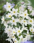 biały Kwiat Leukokorin (Levkokorina) (Leucocoryne) zdjęcie