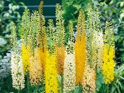 žuti Cvijet Muhar Ljiljan, Pustinja Svijeća (Eremurus) foto