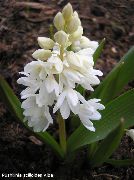 garden flowers white Striped Squill, Snowdrift, Early Stardrift Puschkinia   photos, description, cultivation and planting, care and watering
