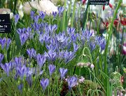 blau Blume Triteleia, Gras Mutter, Ithuriel Speer, Wally Warenkorb  foto
