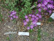 leylak çiçek Triteleia, Çim Fındık, Ithuriel En Mızrak, Wally Sepeti  fotoğraf