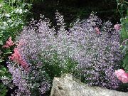 小Calamint 紫丁香 花