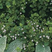 бузковий Квітка Душевнік (Душевік, Каламінта) (Calamintha) фото