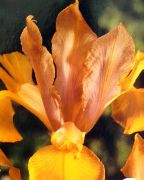 oranžový Květina Dutch Iris, Španělština Iris (Xiphium) fotografie