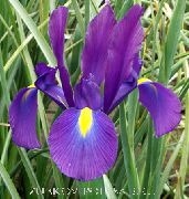 紫 花 荷兰鸢尾，西班牙鸢尾 (Xiphium) 照片