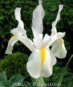 Nizozemski Iris, Španski Iris bela Cvet