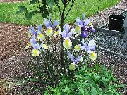 ღია ლურჯი ყვავილების Dutch Iris, Spanish Iris (Xiphium) ფოტო