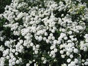 Sneezewort, Sneezeweed, Brideflower λευκό λουλούδι