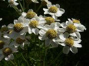 hvítur Blóm Sneezewort, Sneezeweed, Brideflower (Achillea ptarmica) mynd