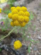 garden flowers yellow Yellow Ageratum, Golden Ageratum, African Daisy Lonas annua photos, description, cultivation and planting, care and watering