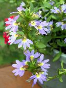 světle modrá  Víla Ventilátor Květina (Scaevola aemula) fotografie