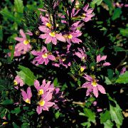 růžový  Víla Ventilátor Květina (Scaevola aemula) fotografie