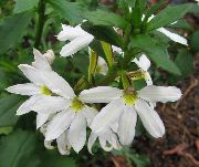 fehér  Tündér Fan Virág (Scaevola aemula) fénykép