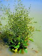 бял Цвете Вода Живовляк (Alisma plantago-aquatica) снимка