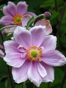 lilla Fiore Anemone Giapponese (Anemone hupehensis) foto