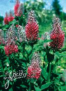 garden flowers red Red Feathered Clover, Ornamental Clover, Red Trefoil Trifolium rubens  photos, description, cultivation and planting, care and watering